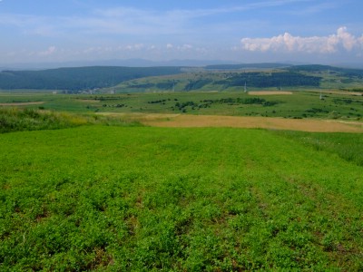 ���[�}�j�A�s���Y����