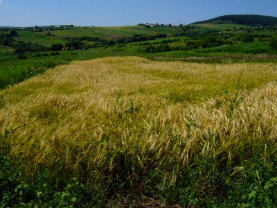 ���[�}�j�A�s���Y����