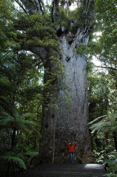 49-11Kauri01.JPG