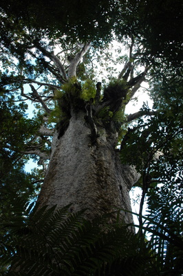 49-11Kauri06.JPG